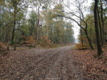 Zandstuvebos